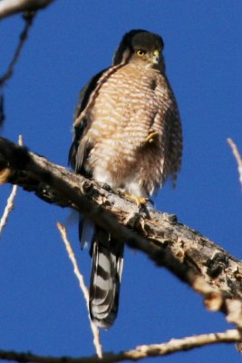 Sharp-shinned Hawk (adult)