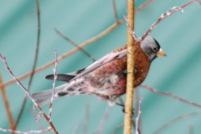 Hepburns Gray-crowned Rosy-Finch (adult male, basic) 