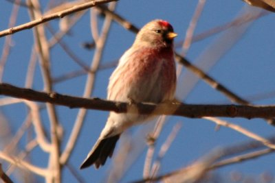 Common Redpoll (adult male)