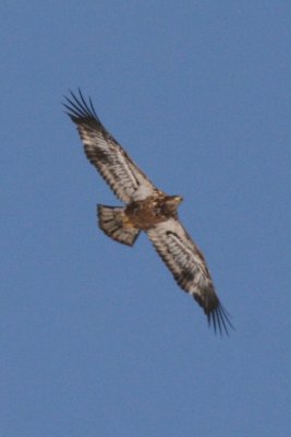 Bald Eagle (1st cycle flying)