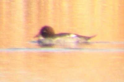 Barrow's Goldeneye (imm female)
