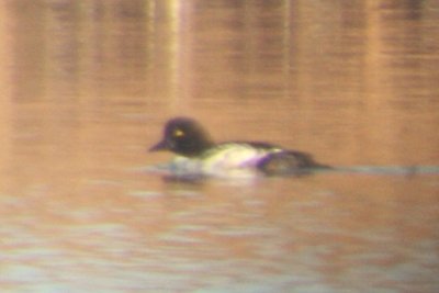 Barrow's Goldeneye (imm male)