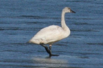 Tundra Swan - 1st cycle (February)