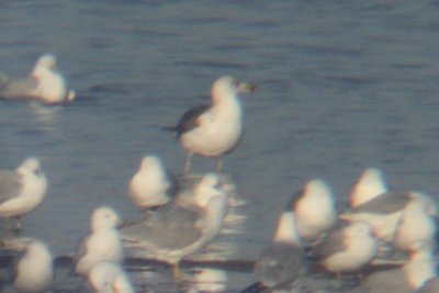 Great Black-backed Gull or something else?