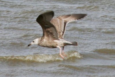 American Herring Gull (1 cycle)