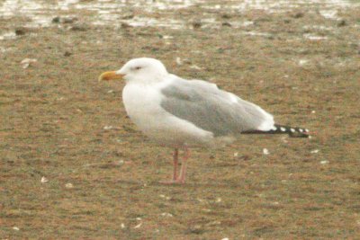 American Herring Gull (adult) - digiscoped