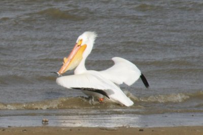 American White Pelican - 1