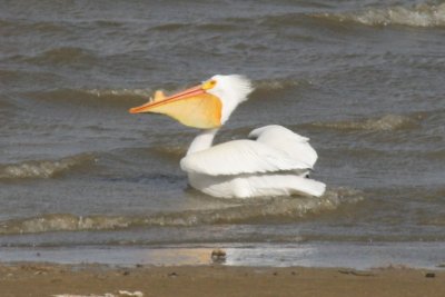 American White Pelican - 2