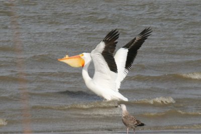 American White Pelican - 3