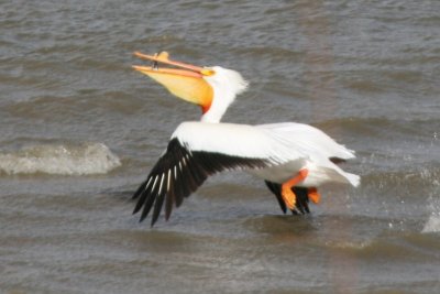 American White Pelican - 4