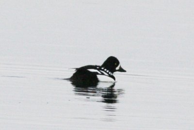 Barrow's Goldeneye (adult male)