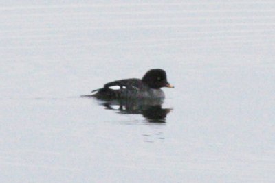 Barrow's Goldeneye (female)