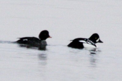 Barrow's Goldeneye (pair)