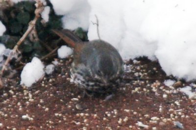 Fox Sparrow (Rocky Mountain race)