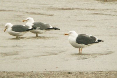 Lesser Black-backed Gull (4th cycle) - digiscoped