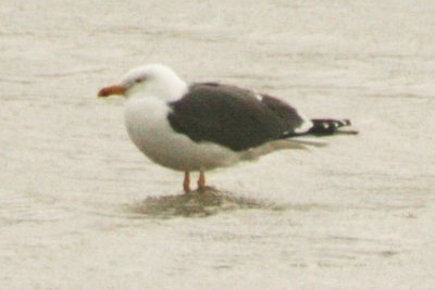 Lesser Black-backed Gull (4th cycle) - digiscoped