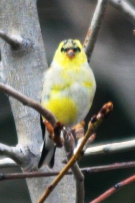 American Goldfinch (molting male)