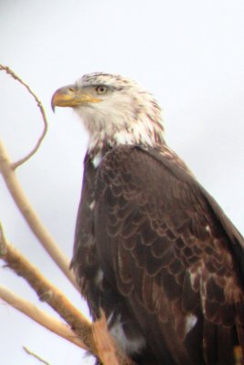 Bald Eagle (4th cycle) - digiscoped