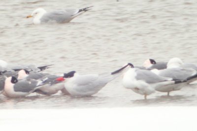 Caspian Tern - digiscoped