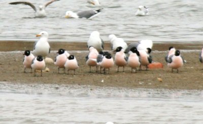 Franklin's Gulls