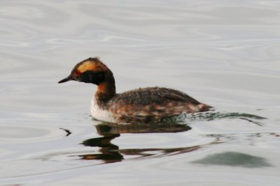 Horned Grebe (molting)