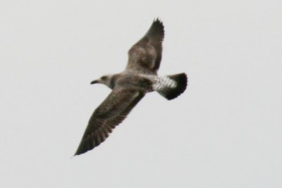 Lesser Black-backed Gull (first spring)