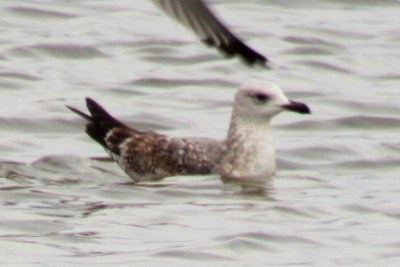 Lesser Black-backed Gull (first spring)