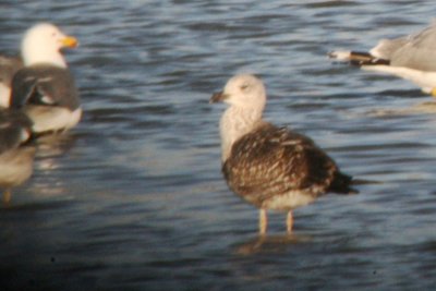 Lesser Black-backed Gull (first spring)