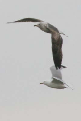 Lesser Black-backed Gull (2nd spring)