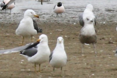 Lesser Black-backed Gull (4th spring and 2nd spring)
