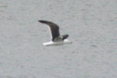 Lesser Black-backed Gull (4th spring)