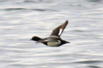 Lesser Scaup (adult male)
