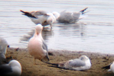 Ring-billed Gull - pink adult