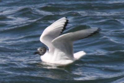 Bonaparte's Gull (adult alternate, still molting)