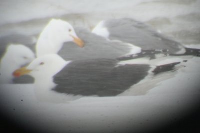Great Black-backed Gull (4th cycle, digiscoped)
