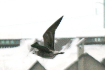 Lesser Black-backed Gull (dark 1st cycle)