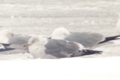 Mew Gull (2nd cycle, digiscoped)
