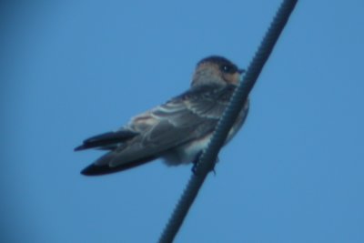 Swallow A Anahuac NWR 8032006 TX NK.jpg