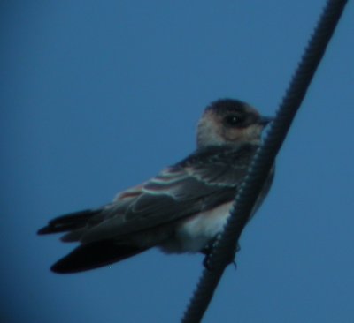 Cliff Swallow or Cave Swallow?