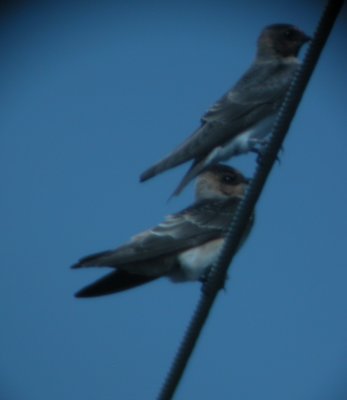Swallow C Anahuac NWR 8032006 TX NK.jpg