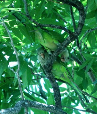 Reciprocal Monk Parakeets, Dallas Texas, 4 Aug 2006