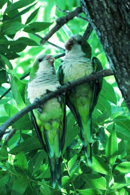 Monk Parakeets