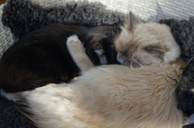 Siv and Signe