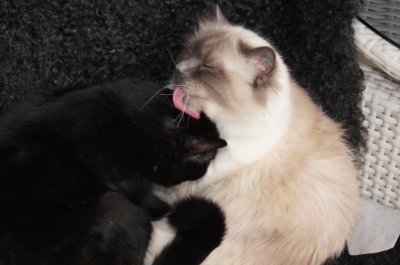 Signe and Siv