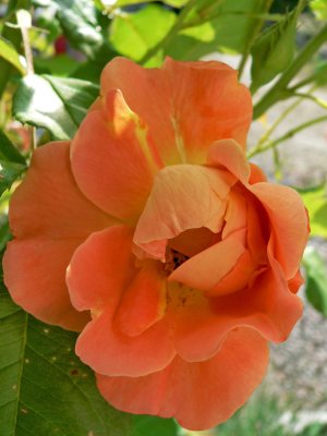 The rose 'Westerland'
