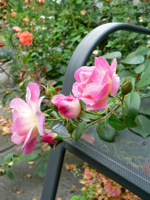 The rose 'Erfurt' has found itself a chair to rest in.