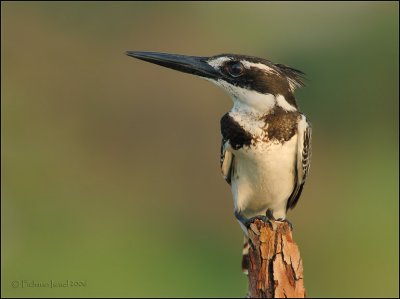 Pied kingfisher.