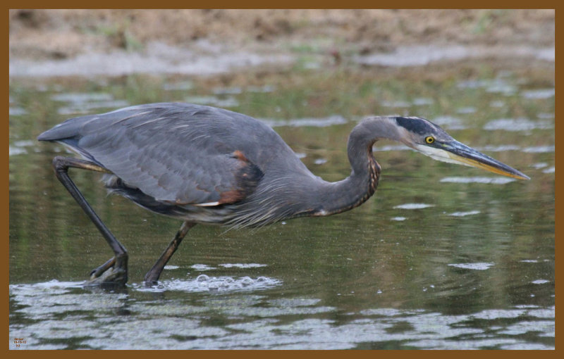 great blue heron-10-10-12-417c2b.JPG