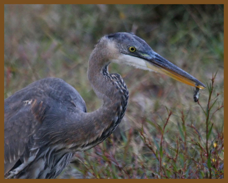 great blue heron-10-17-12-963b.JPG