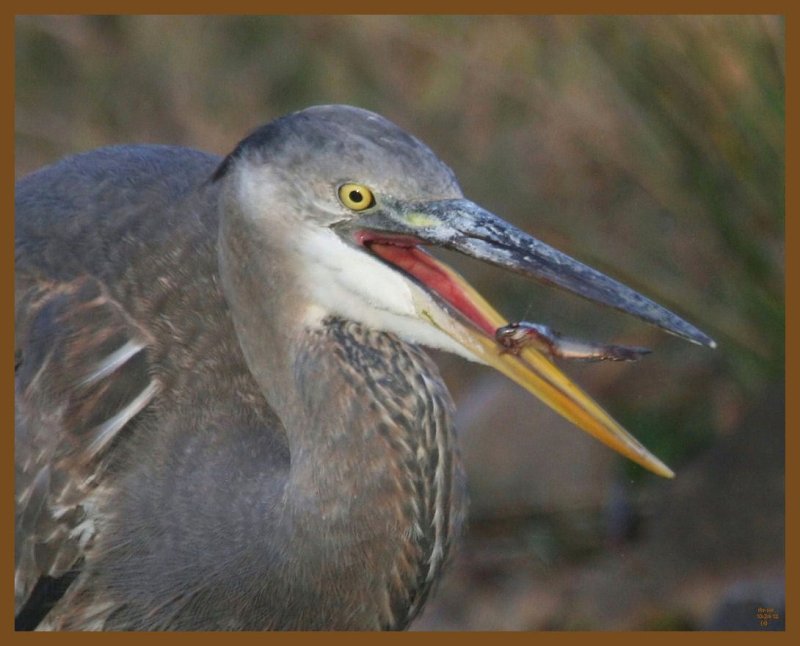 great blue heron-10-24-12-342b.JPG